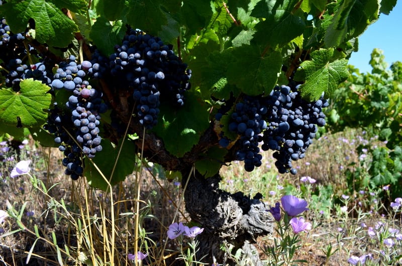 Wine Grapes
