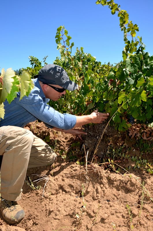 Checking the grapes in the vineyard
