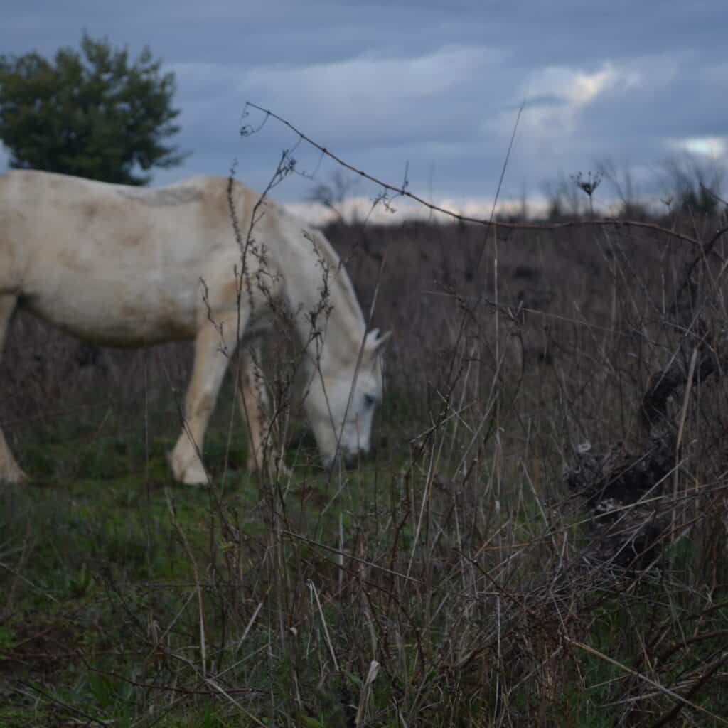 White Horse